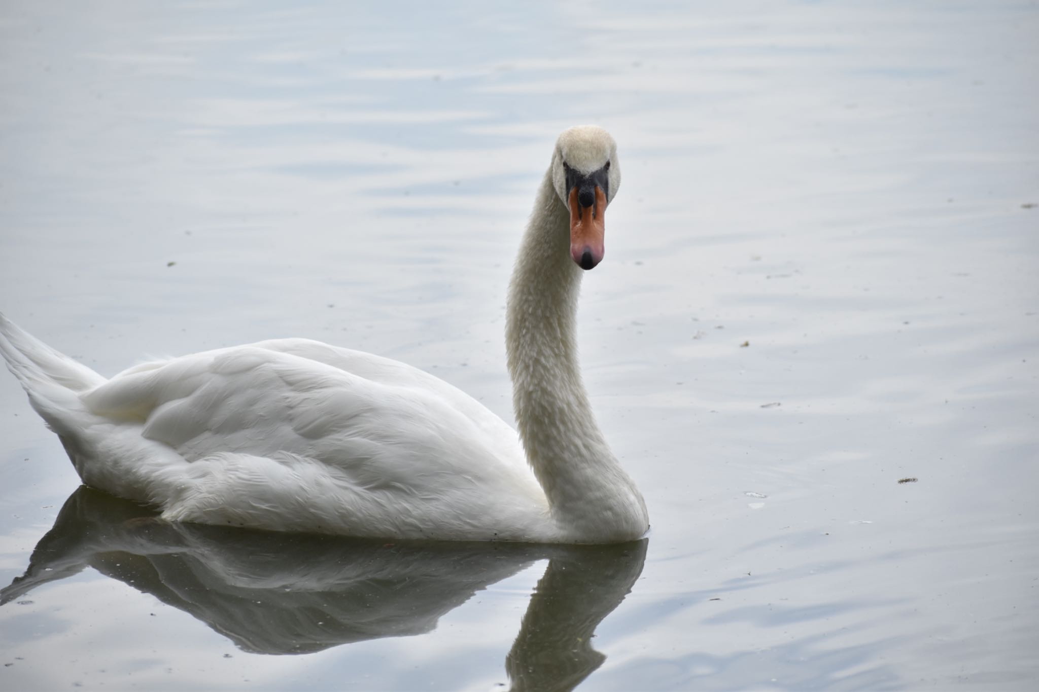 Mute Swan