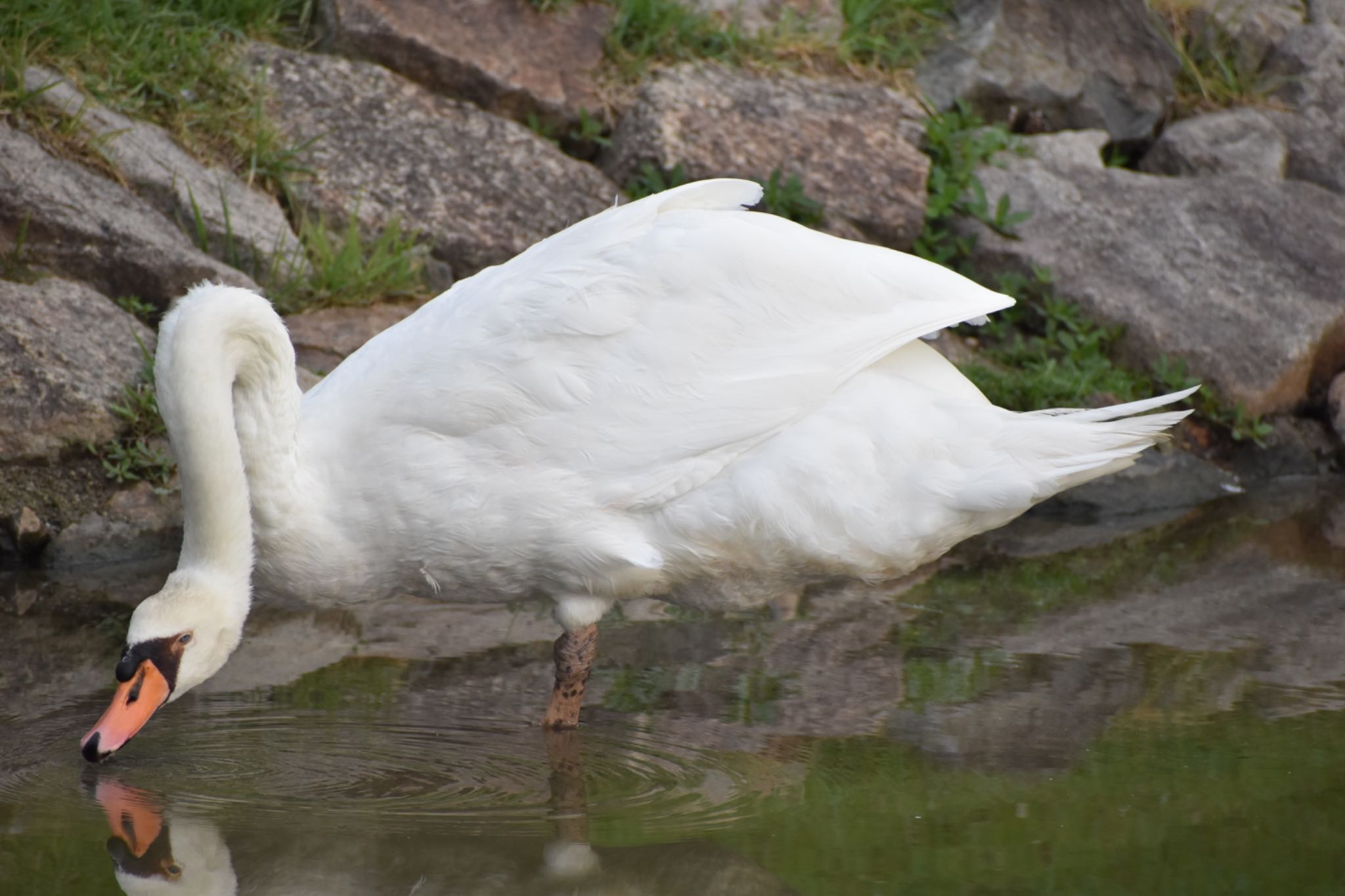 Mute Swan