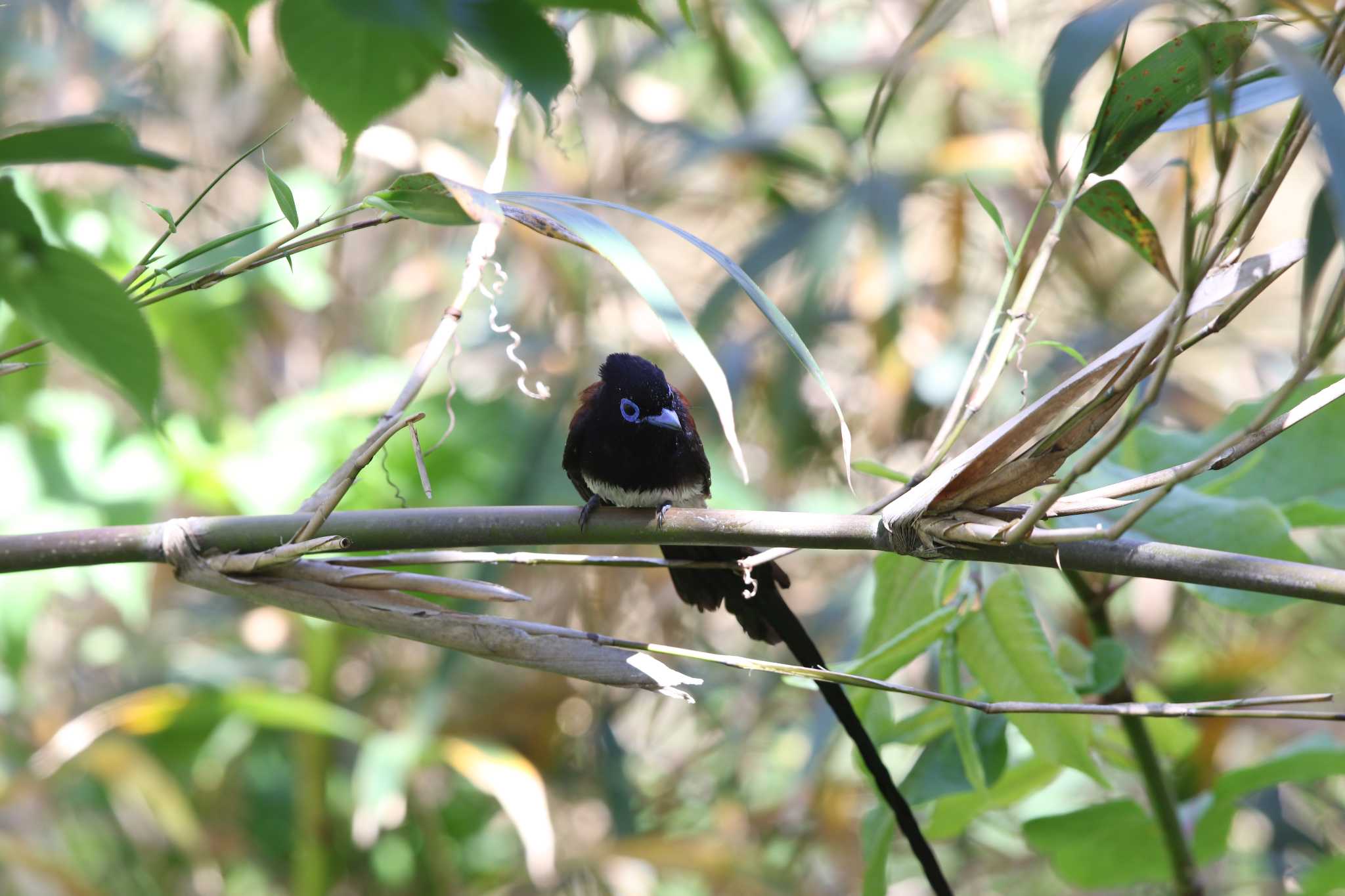 Black Paradise Flycatcher