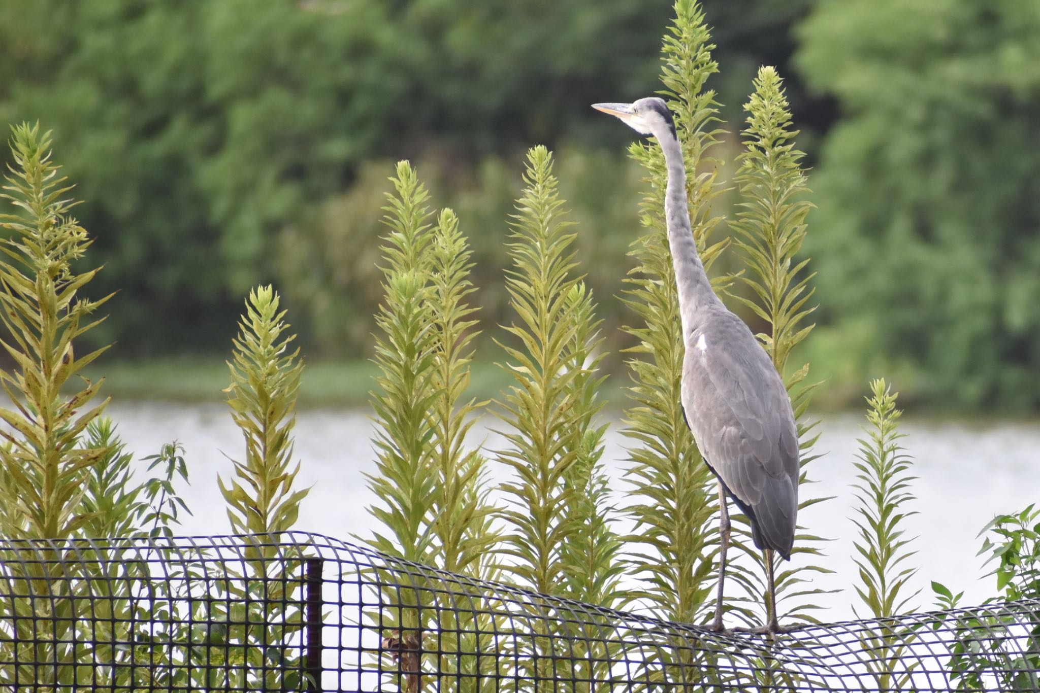 Grey Heron