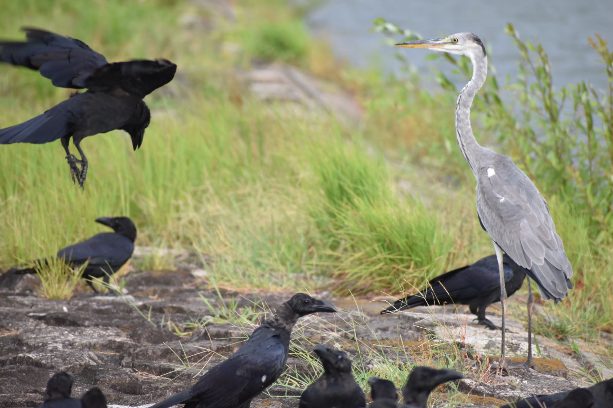 Grey Heron