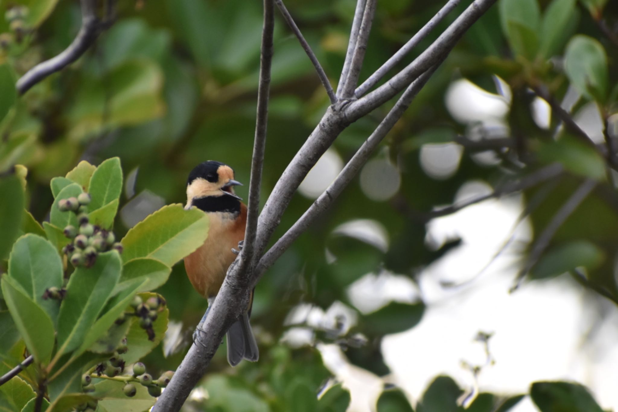 Varied Tit