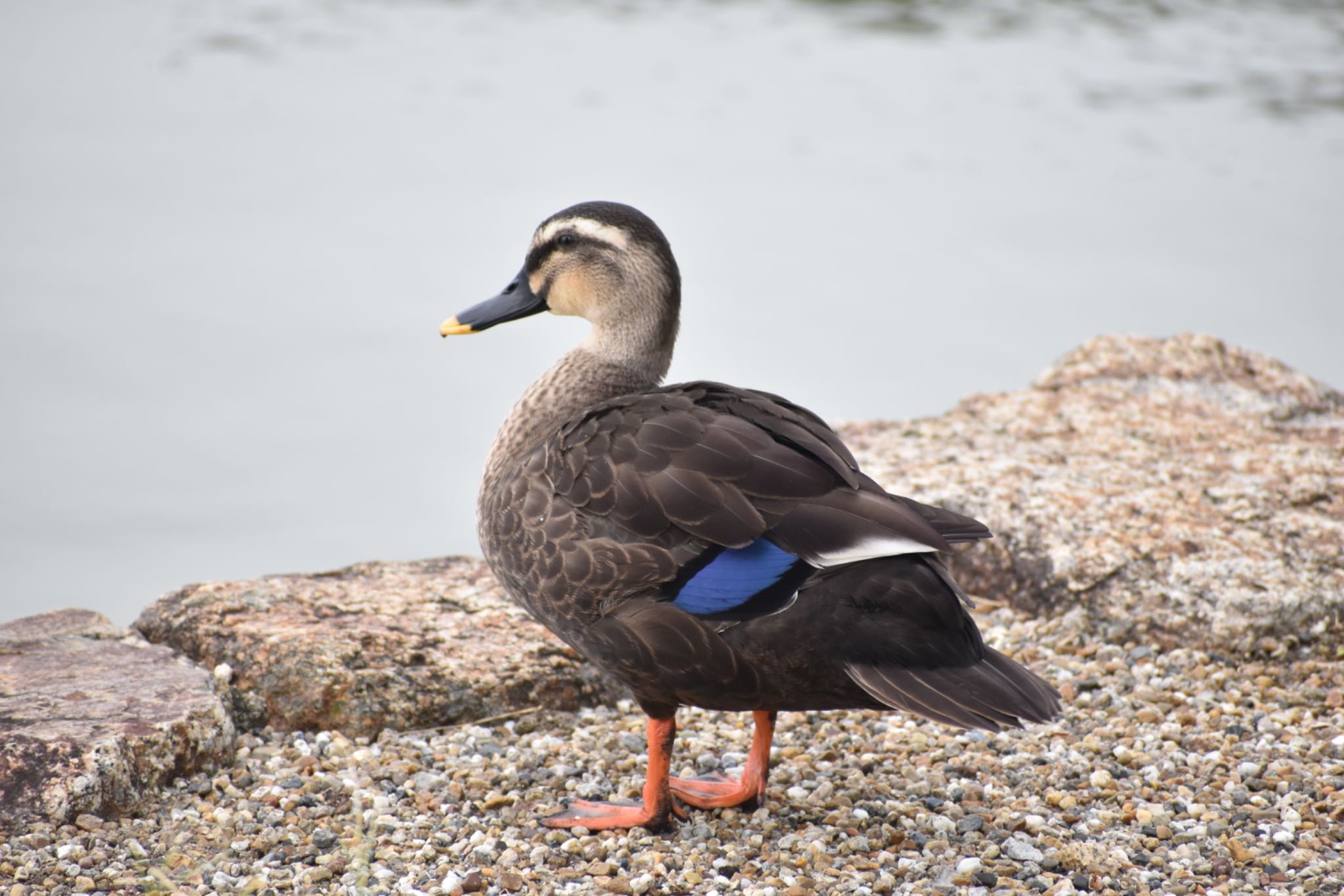 Eastern Spot-billed Duck