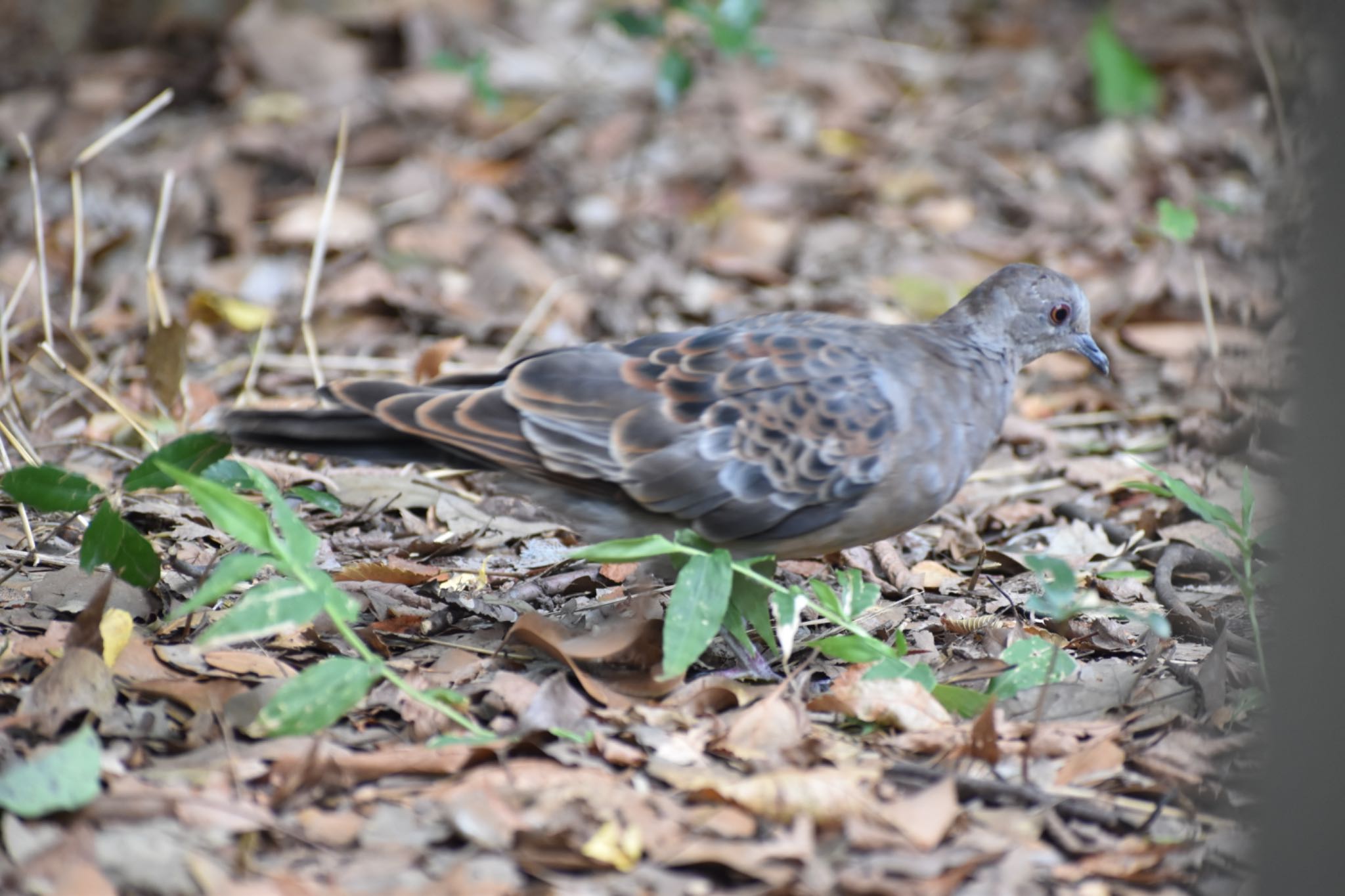 Oriental Turtle Dove