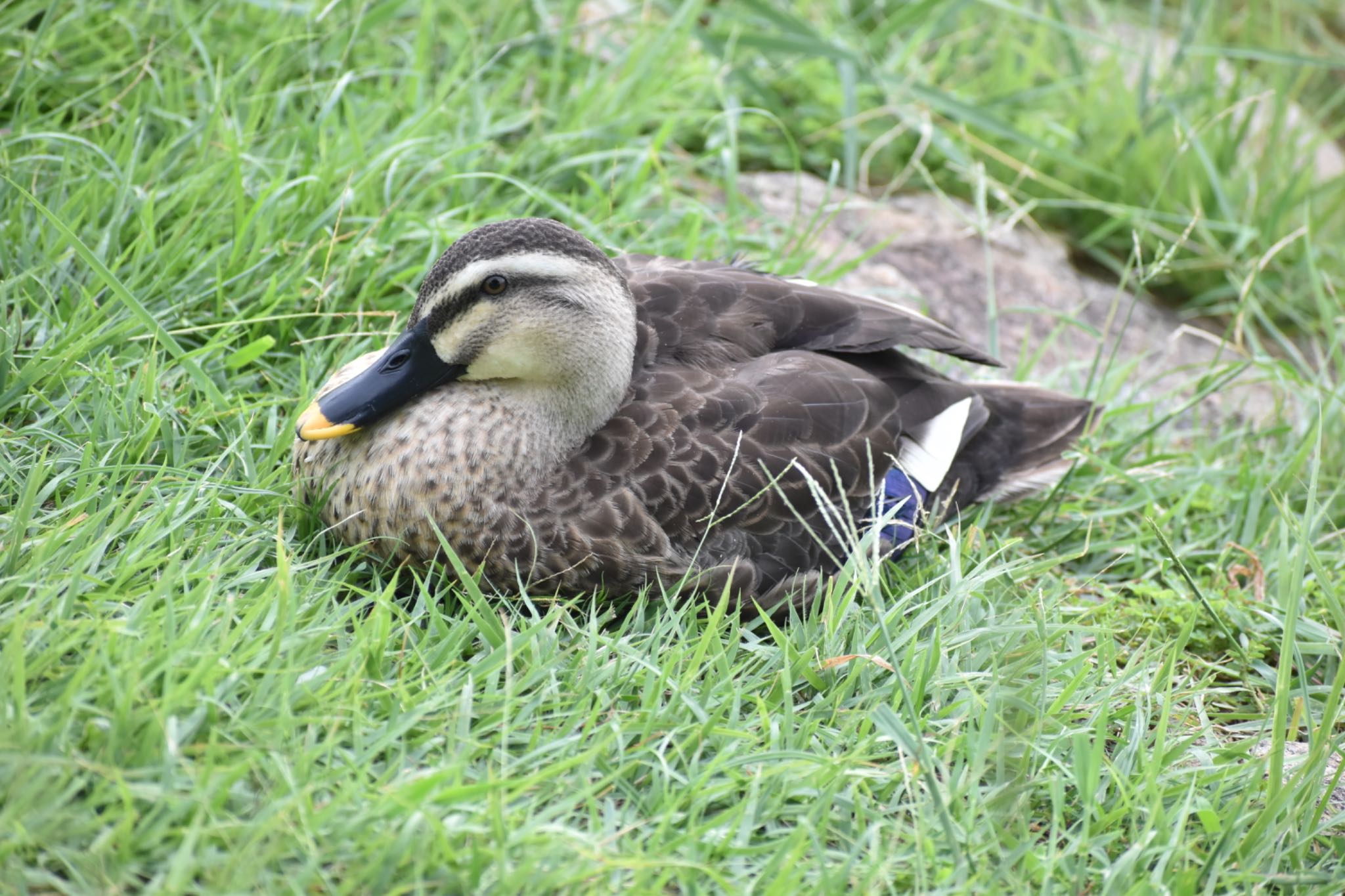 Eastern Spot-billed Duck