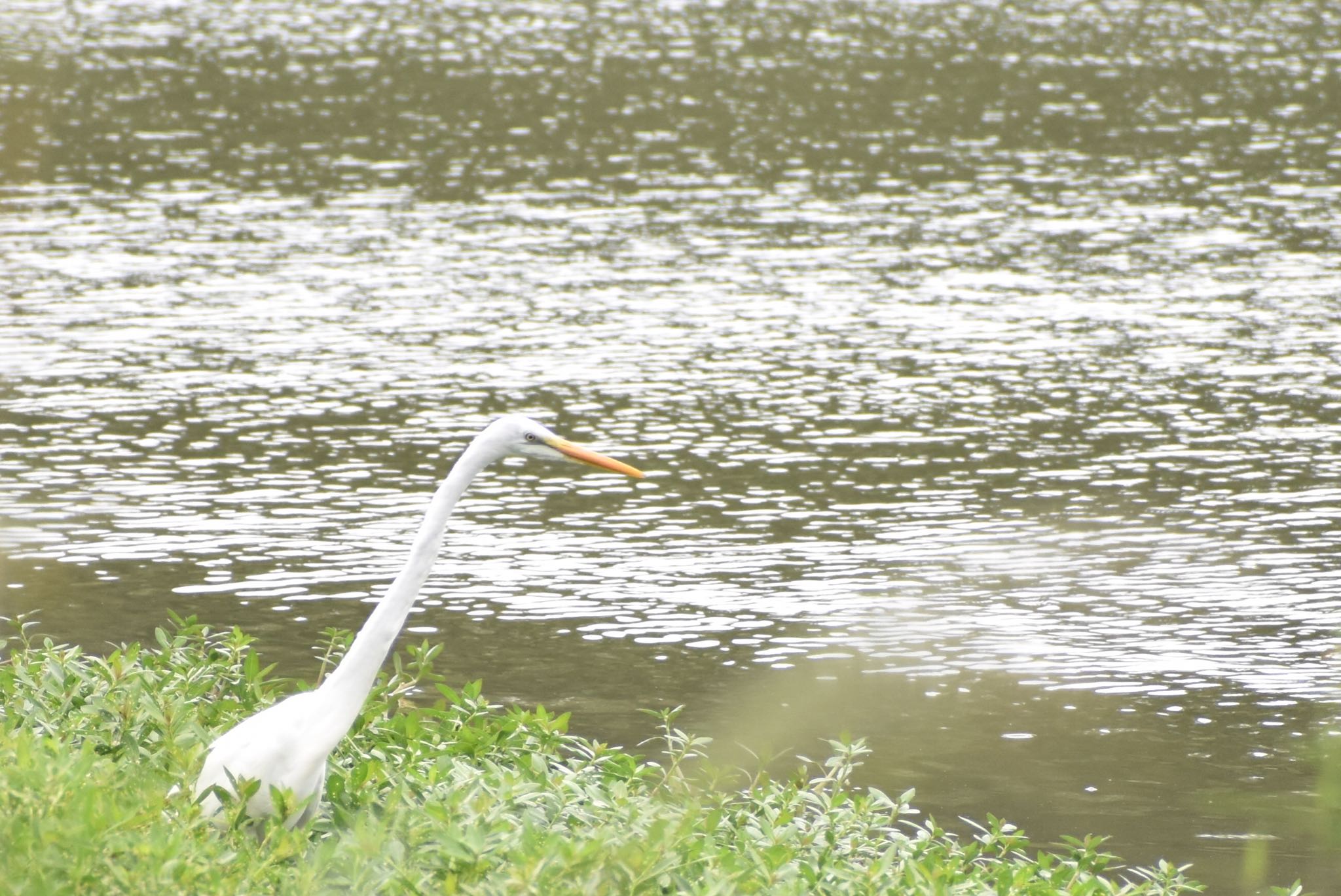 Great Egret