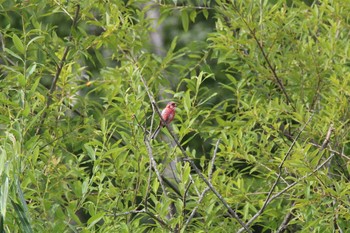 2020年7月19日(日) 十勝エコロジーパークの野鳥観察記録