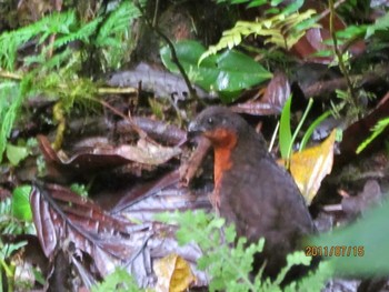 Dark-backed Wood Quail