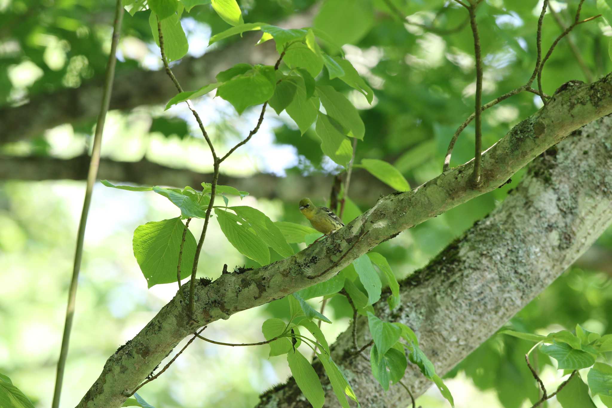 Yellow Bunting