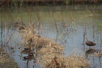 Eastern Spot-billed Duck 倉敷市藤戸町 Fri, 9/4/2020