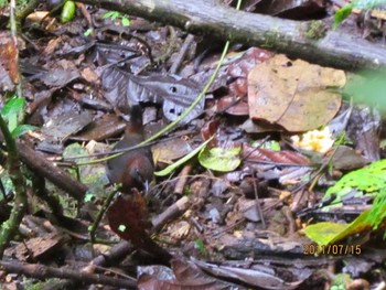 Rufous-breasted Antthrush