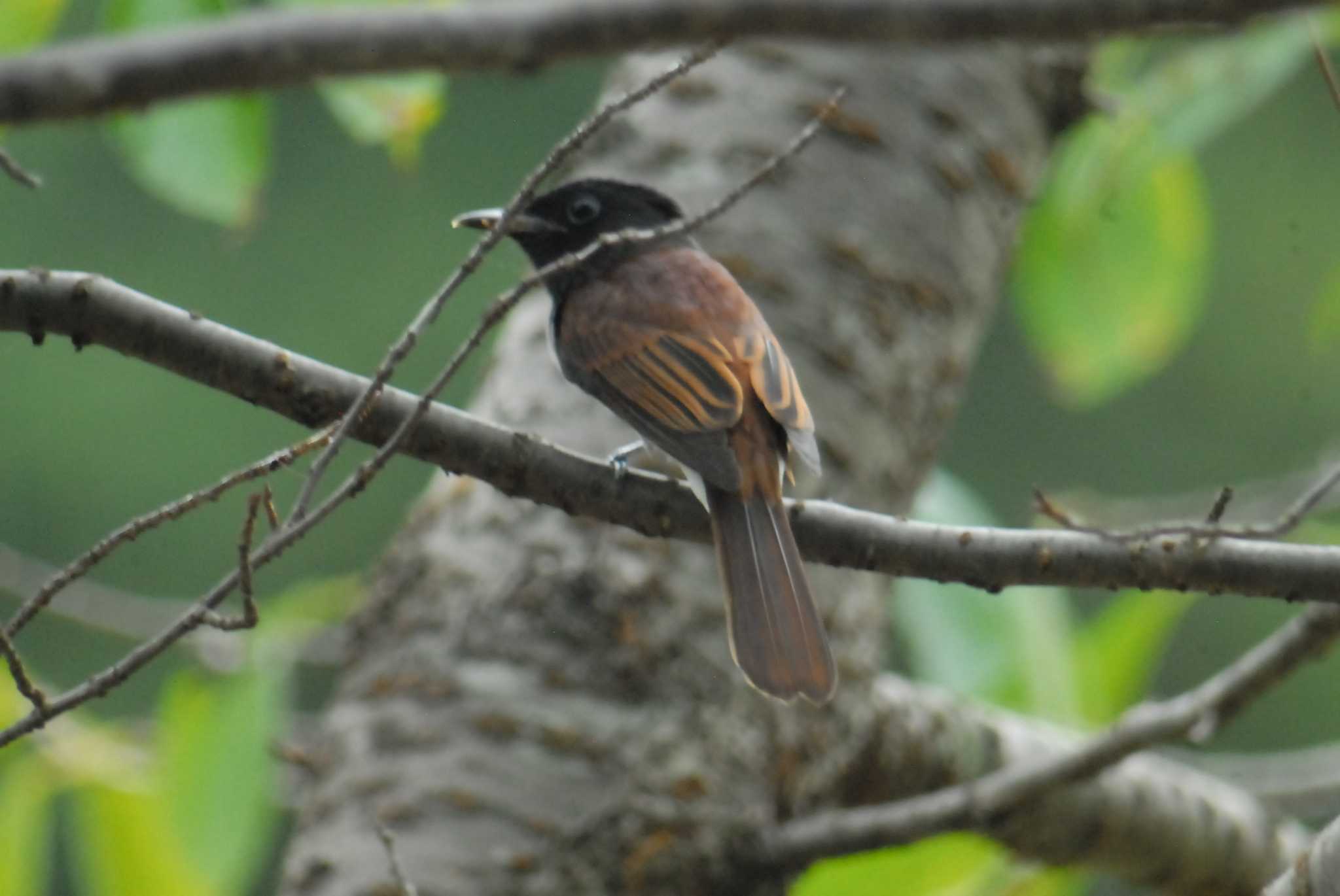 Black Paradise Flycatcher