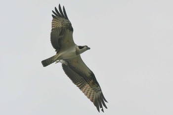 Osprey 堺浜 Fri, 9/4/2020