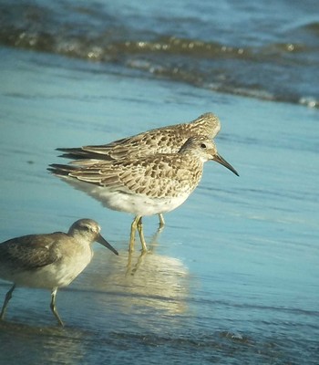 2020年9月3日(木) ふなばし三番瀬海浜公園の野鳥観察記録