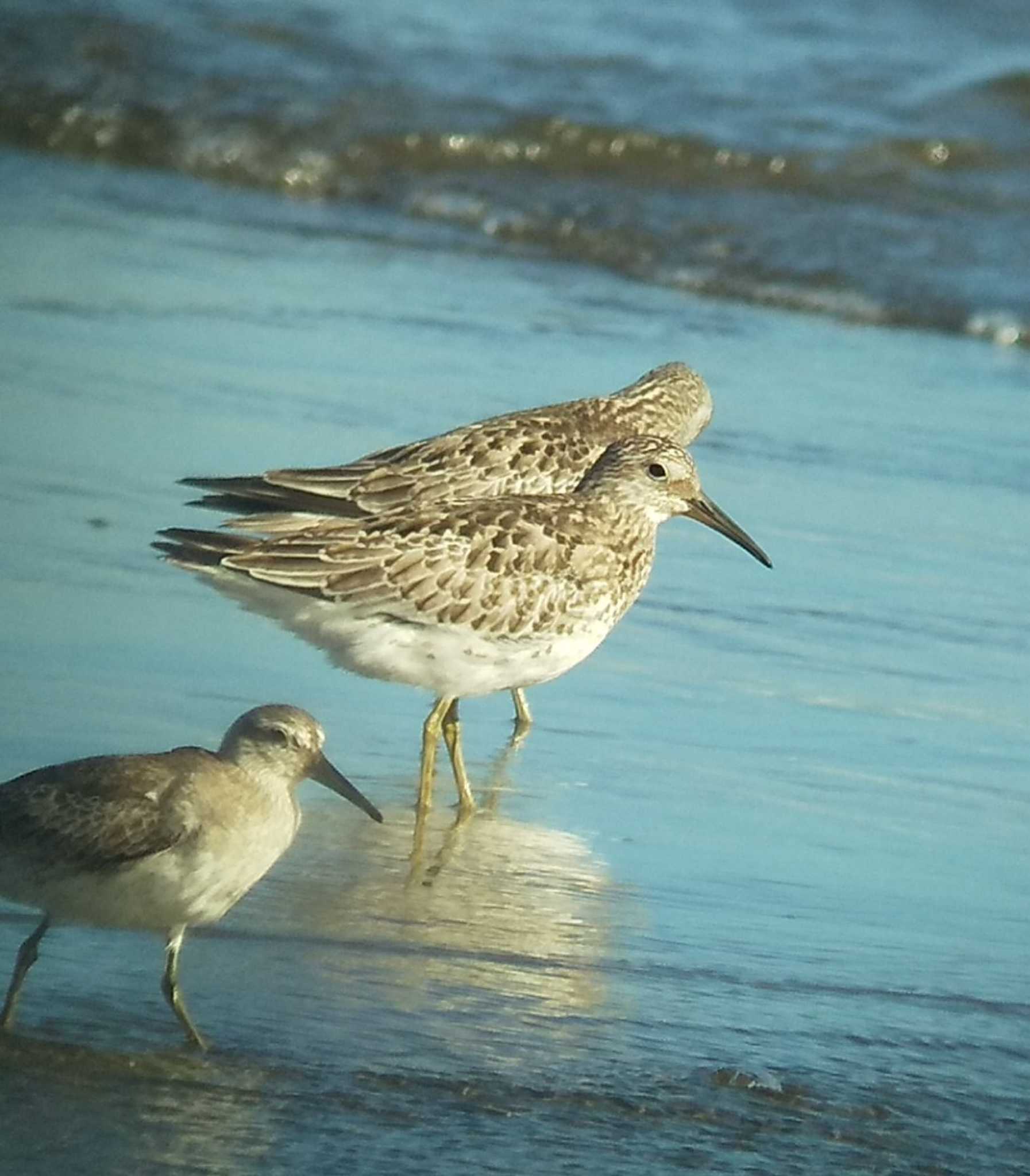 ふなばし三番瀬海浜公園 オバシギの写真 by きょっけ