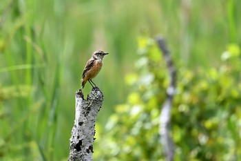 Amur Stonechat Senjogahara Marshland Sun, 8/16/2020