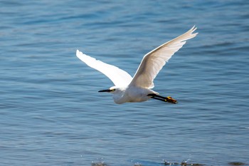 コサギ 魚住海岸 2020年8月27日(木)