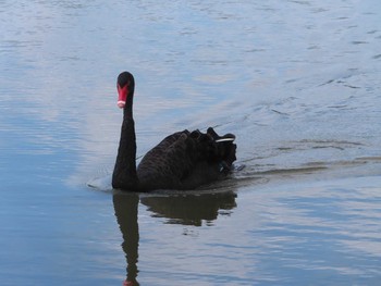 2020年9月5日(土) 千波湖の野鳥観察記録