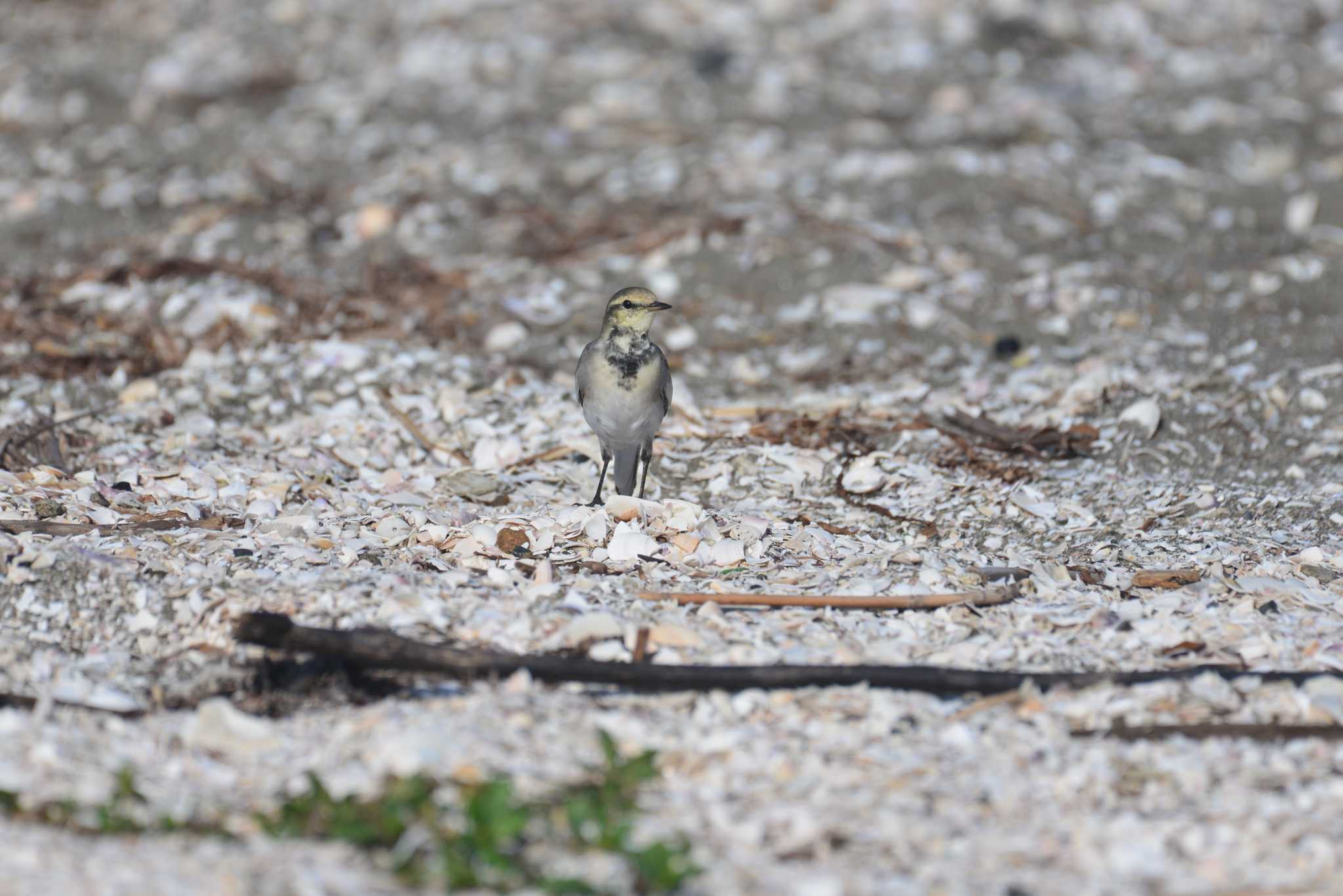 White Wagtail