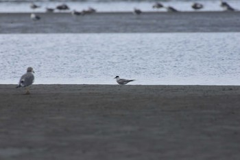 アジサシ ふなばし三番瀬海浜公園 2020年9月5日(土)