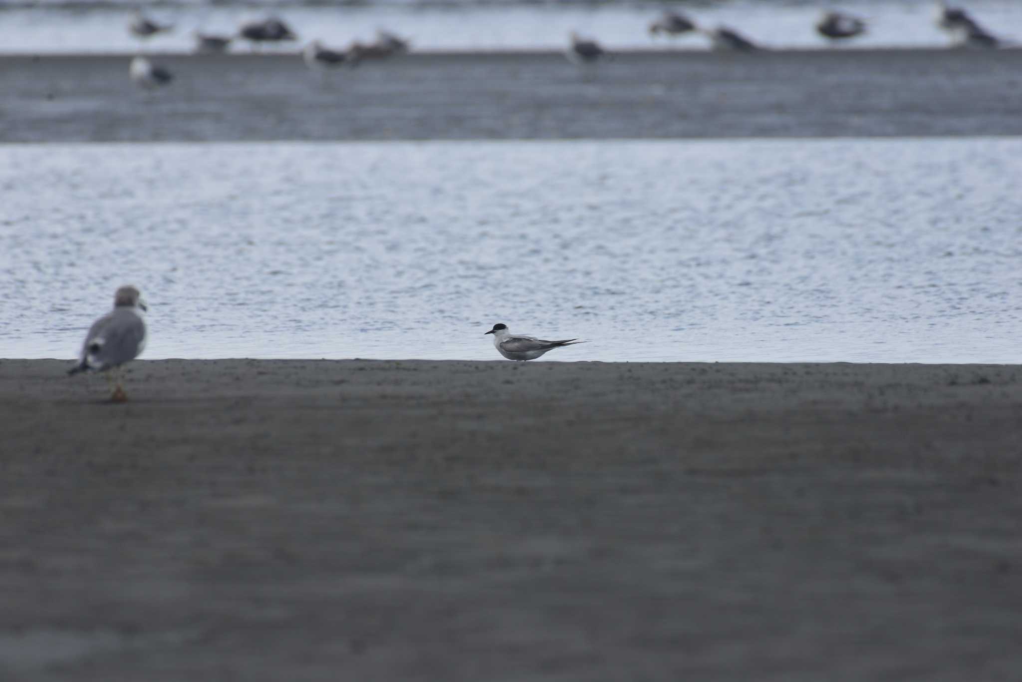 ふなばし三番瀬海浜公園 アジサシの写真 by 80%以上は覚えてないかも