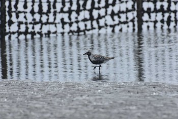 ダイゼン ふなばし三番瀬海浜公園 2020年9月5日(土)