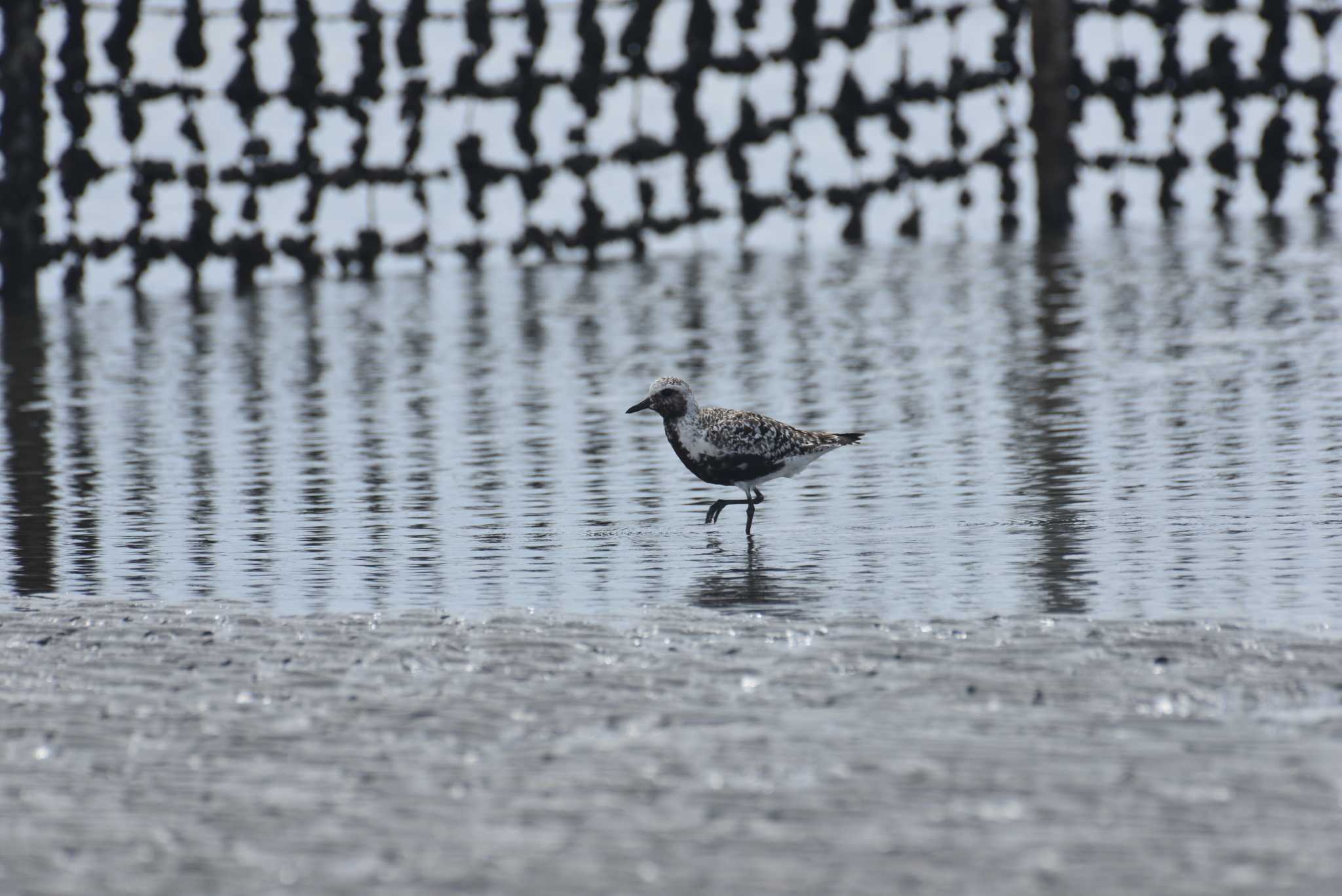 ふなばし三番瀬海浜公園 ダイゼンの写真 by 80%以上は覚えてないかも