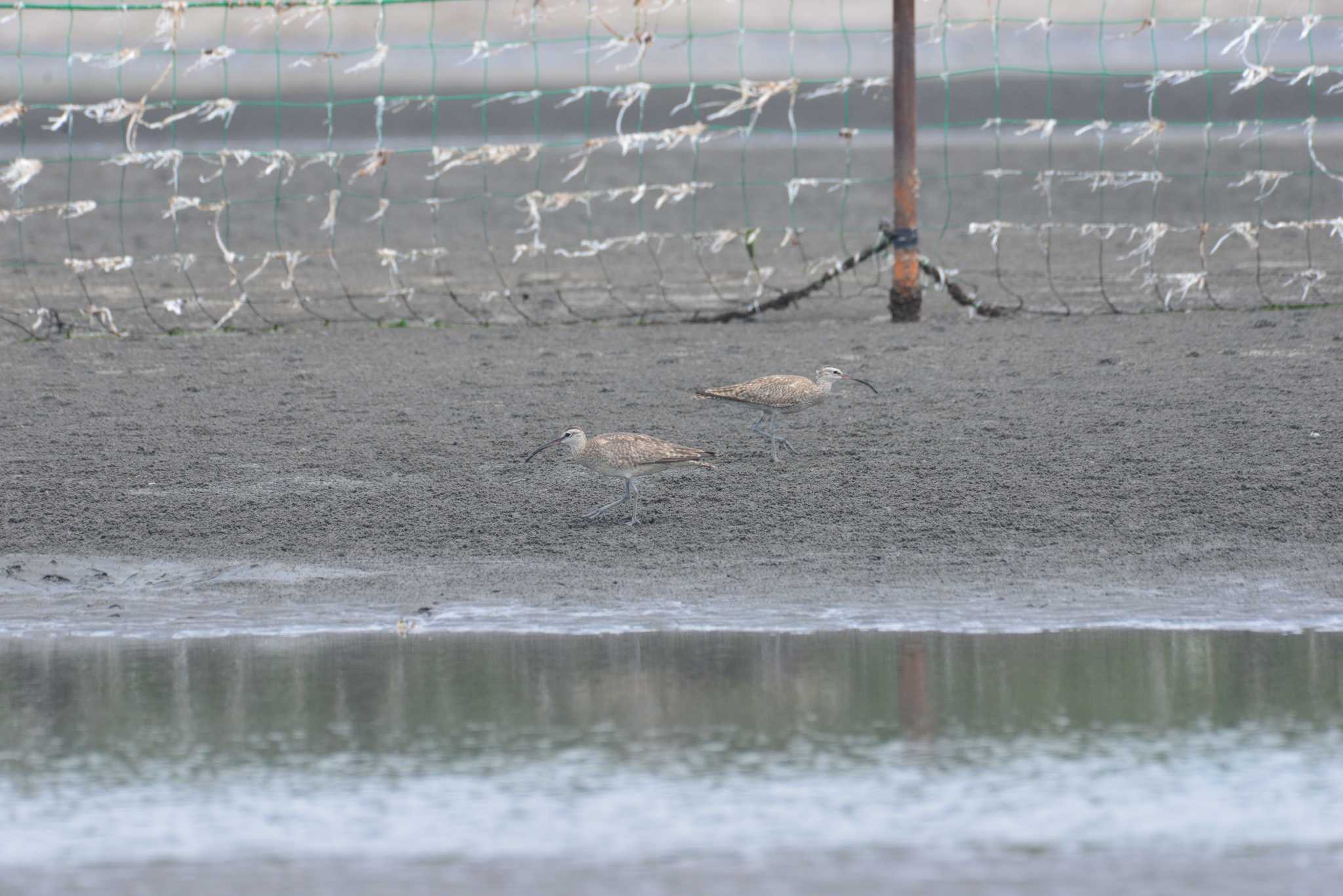 ふなばし三番瀬海浜公園 チュウシャクシギの写真 by 80%以上は覚えてないかも