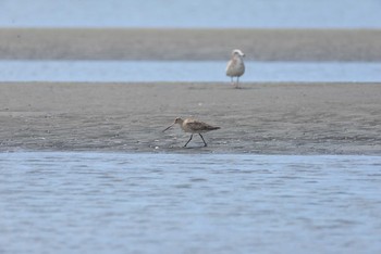 オオソリハシシギ ふなばし三番瀬海浜公園 2020年9月5日(土)