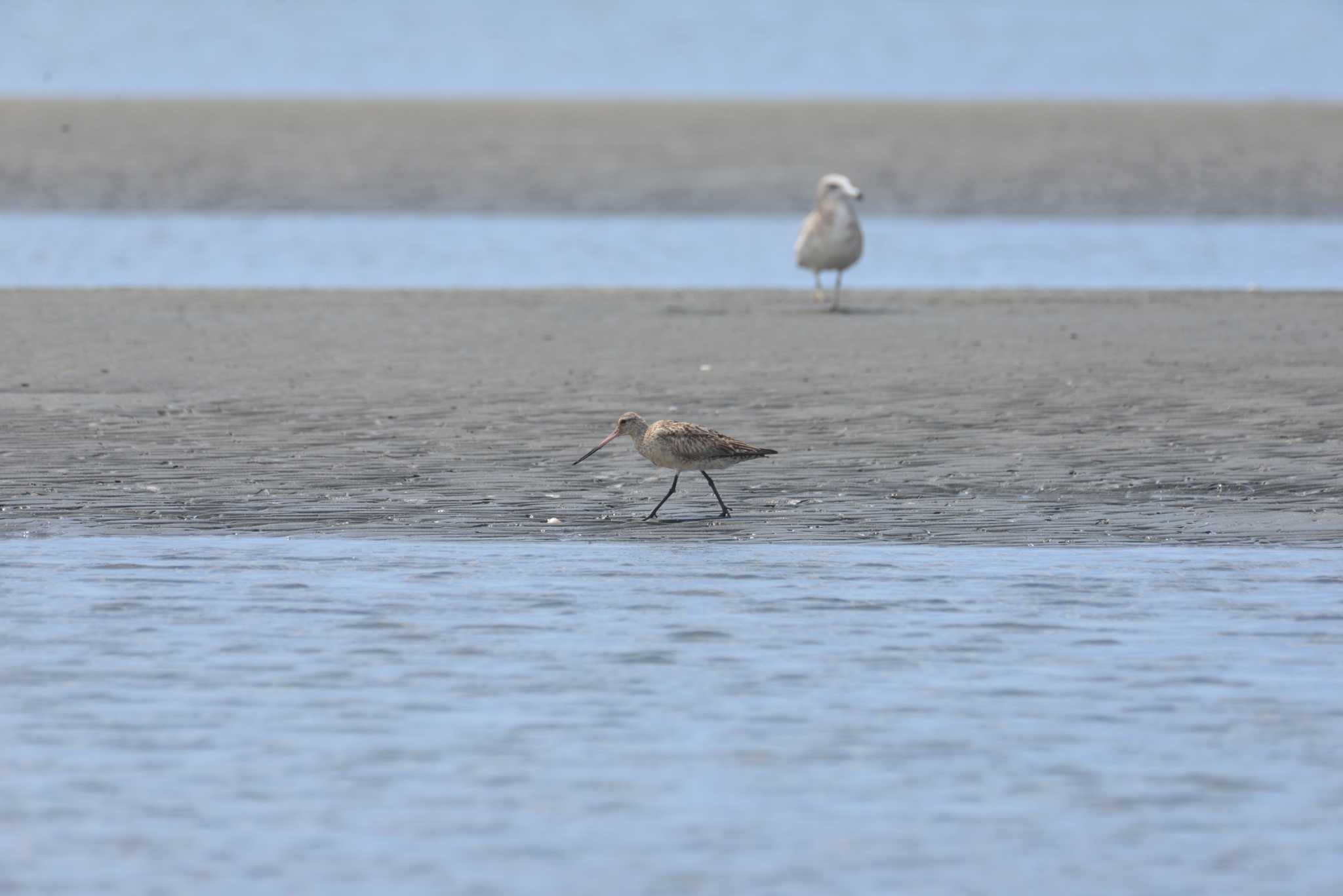 Bar-tailed Godwit