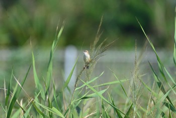 セッカ ふなばし三番瀬海浜公園 2020年9月5日(土)