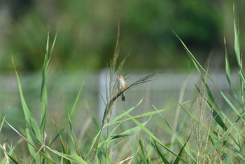 セッカ ふなばし三番瀬海浜公園 2020年9月5日(土)