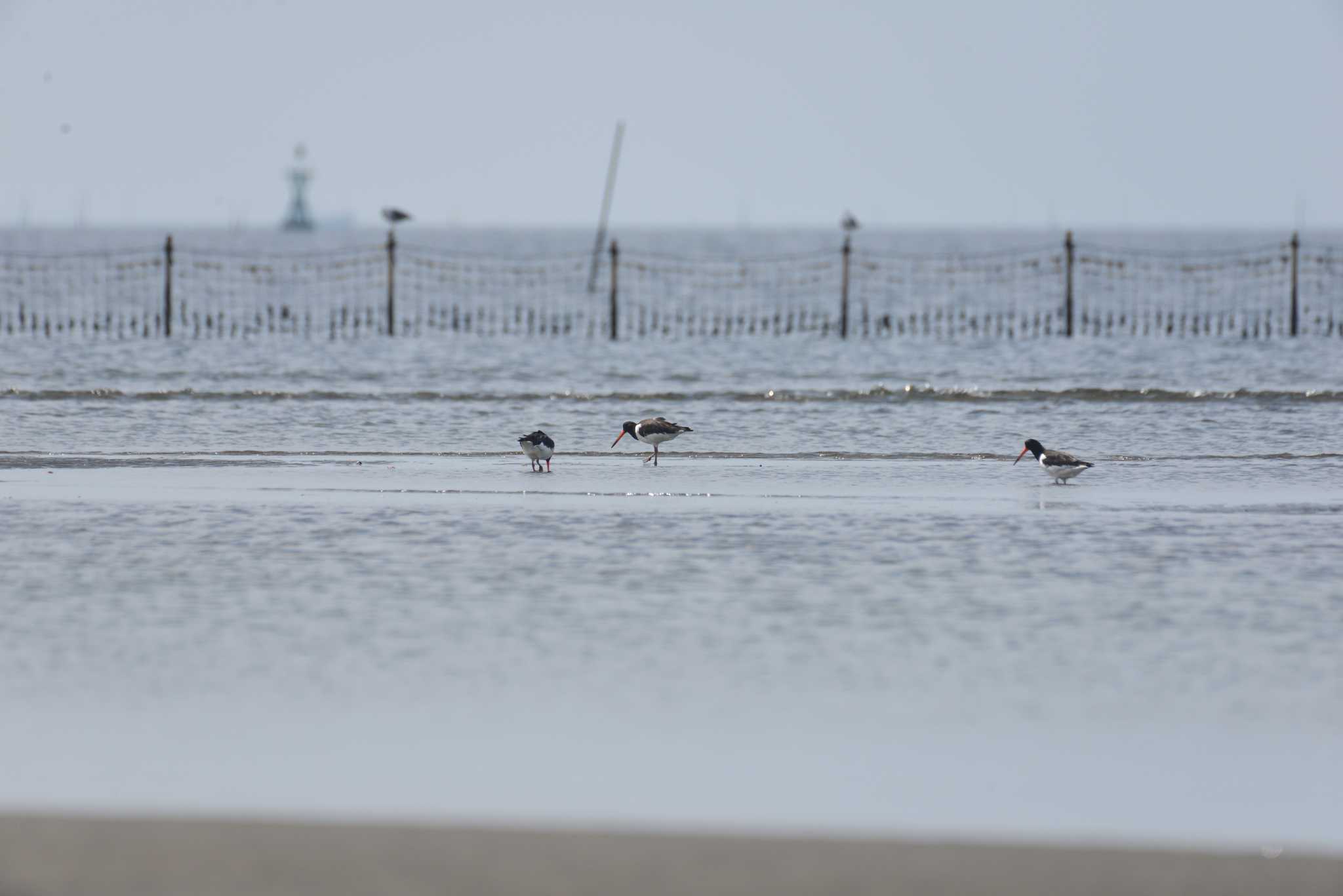 Eurasian Oystercatcher