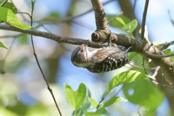 Japanese Pygmy Woodpecker Mie-ken Ueno Forest Park Sat, 9/5/2020