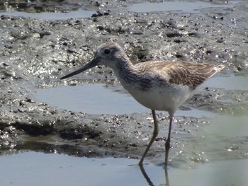 2020年9月5日(土) 六郷橋緑地の野鳥観察記録