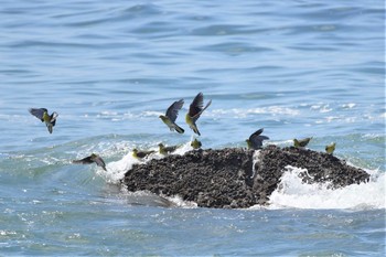 アオバト 大磯照ヶ崎海岸 2020年9月5日(土)