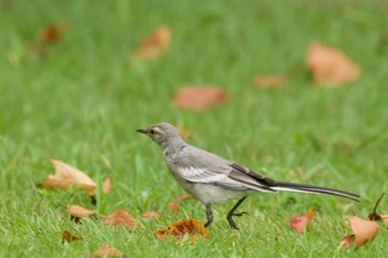 ハクセキレイ 香澄公園、習志野市、千葉 2020年8月9日(日)