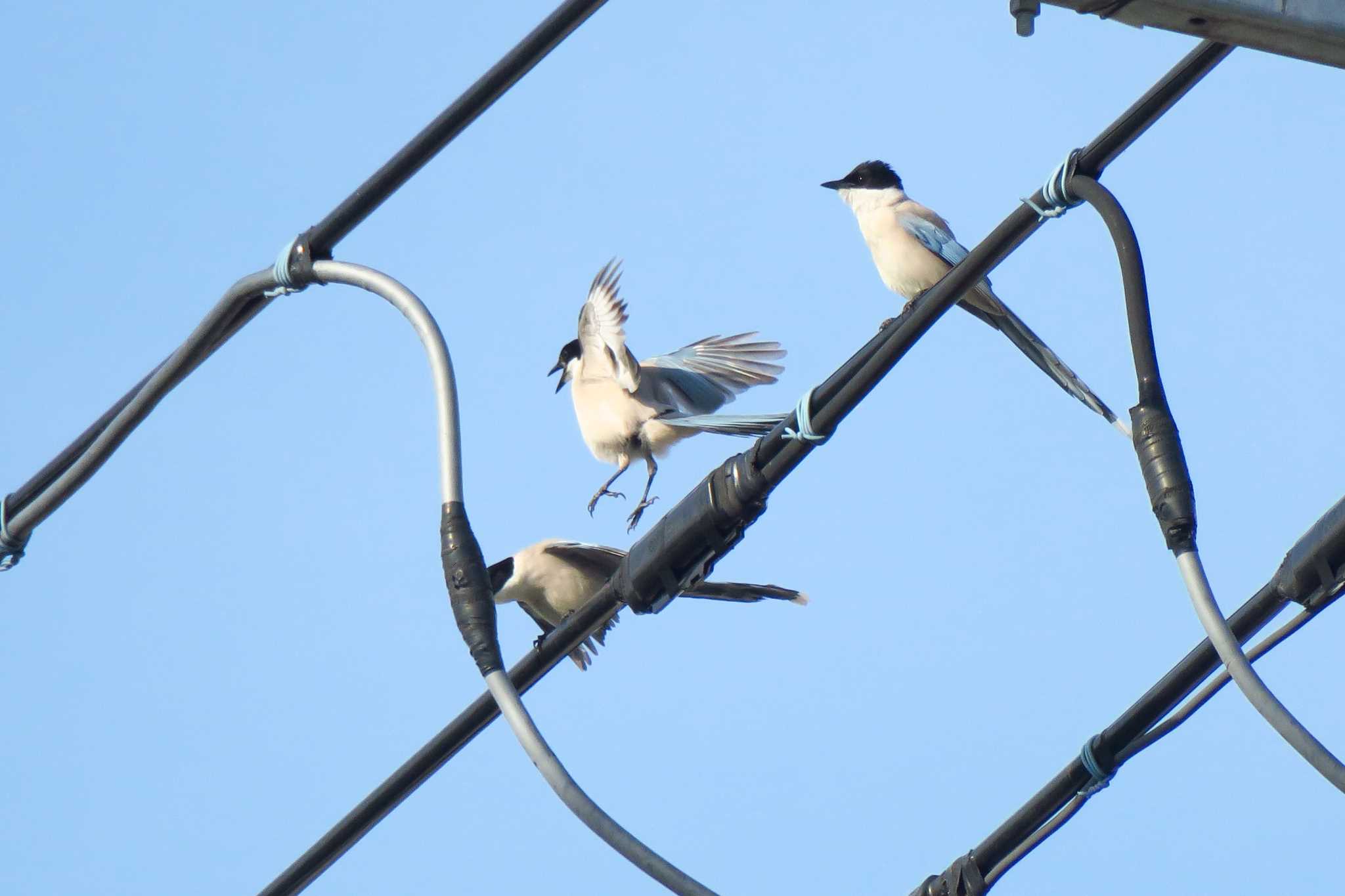 オナガ幼鳥