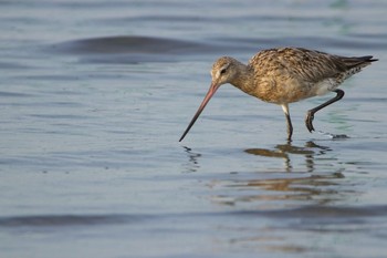 オオソリハシシギ ふなばし三番瀬海浜公園 2020年8月10日(月)