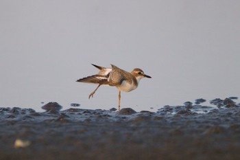 Greater Sand Plover Sambanze Tideland Thu, 8/13/2020