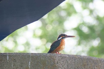 カワセミ 柏尾川 2016年6月12日(日)