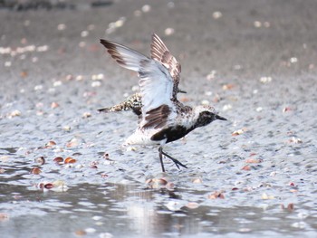 2020年9月5日(土) ふなばし三番瀬海浜公園の野鳥観察記録