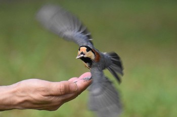 Varied Tit 西湖野鳥の森公園 Sat, 9/5/2020