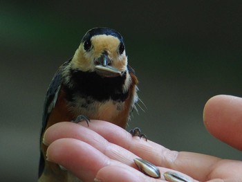 Varied Tit 西湖野鳥の森公園 Sat, 9/5/2020