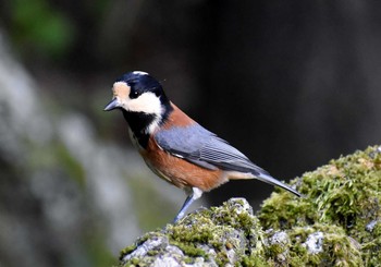 Varied Tit 西湖野鳥の森公園 Sat, 9/5/2020