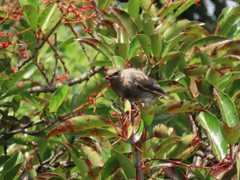 2020年9月5日(土) 行徳野鳥保護区の野鳥観察記録