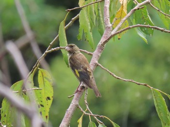 カワラヒワ 行徳野鳥保護区 2020年9月5日(土)