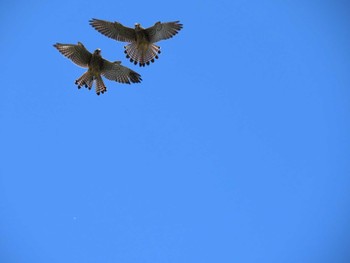 チョウゲンボウ 行徳野鳥保護区 2020年9月5日(土)