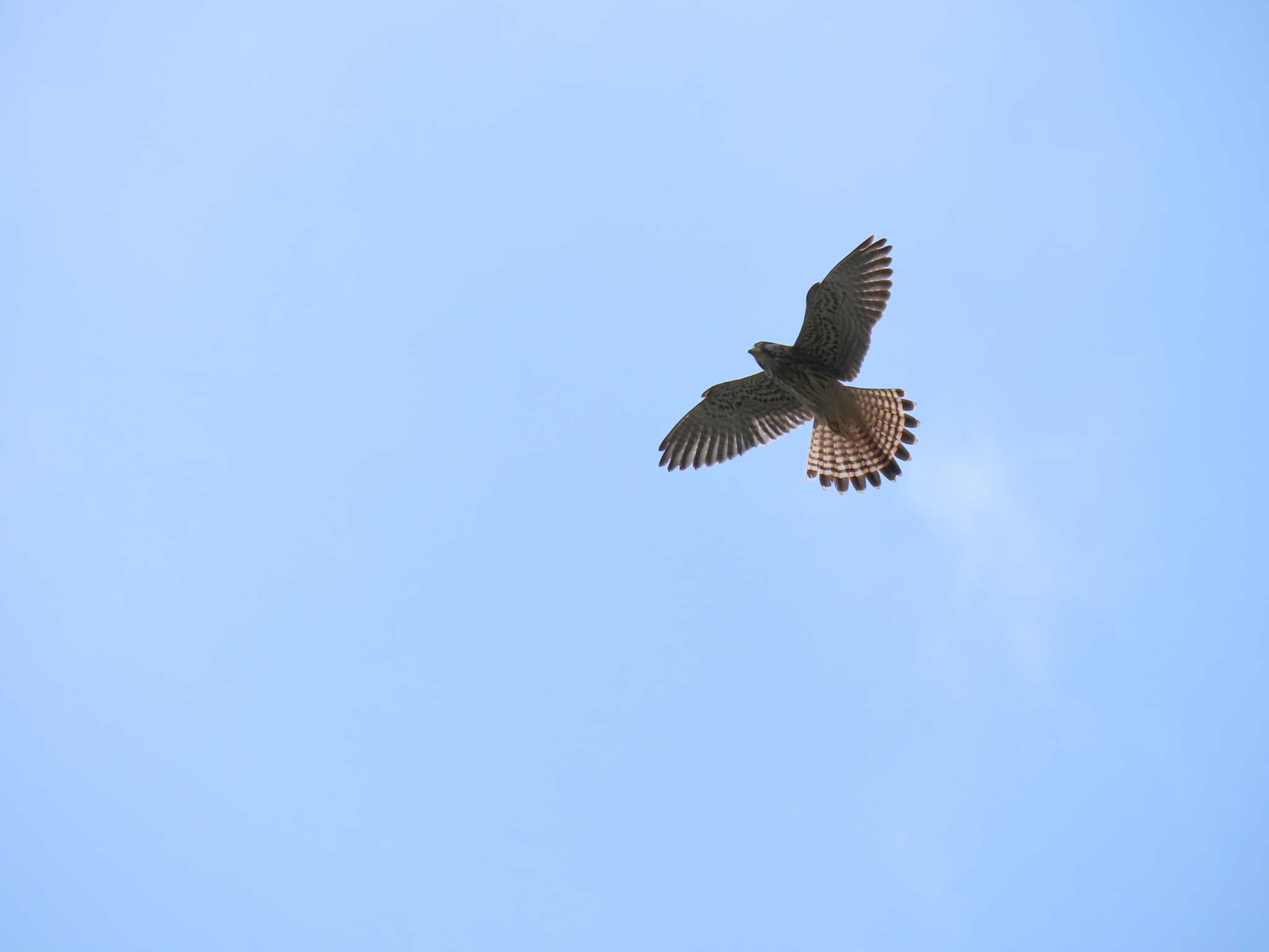 行徳野鳥保護区 チョウゲンボウの写真 by 鰰