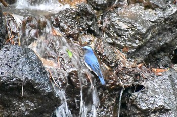 Blue-and-white Flycatcher 西湖野鳥の森公園 Sat, 9/5/2020